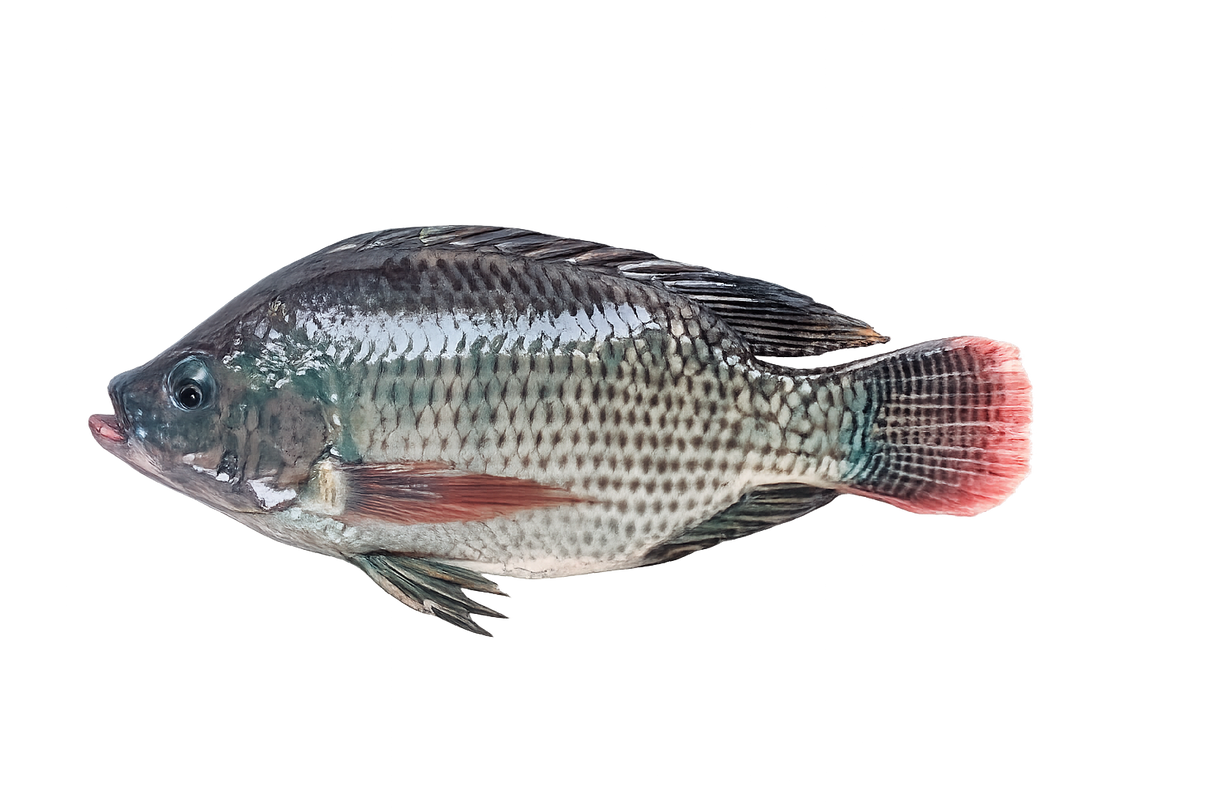 Tilapia-900G